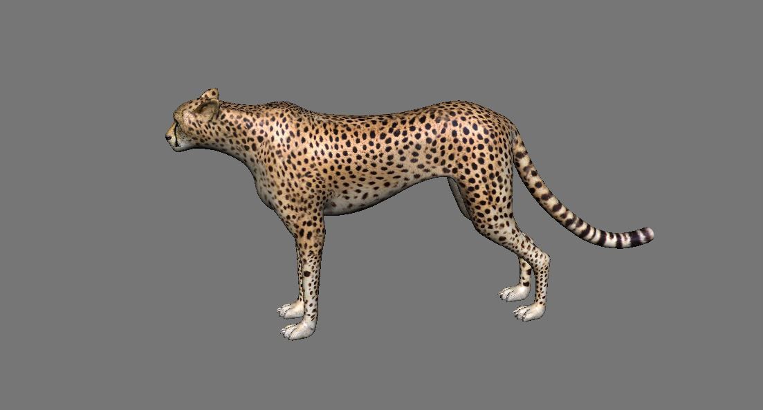 Leopard Panther Puma Jaguar Model Rig Low-poly 3D model_3