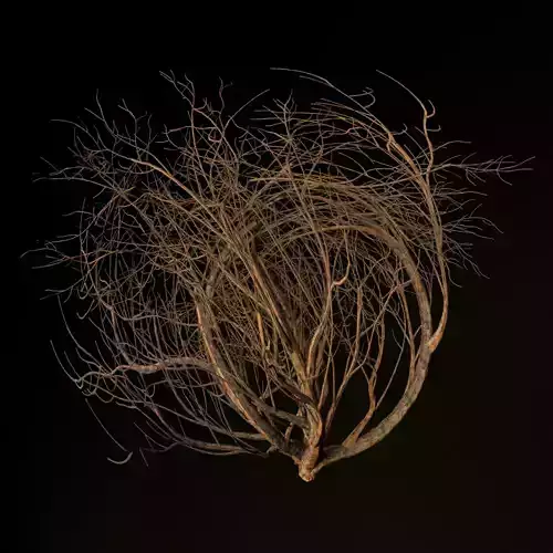 Tumbleweed twigs in circle