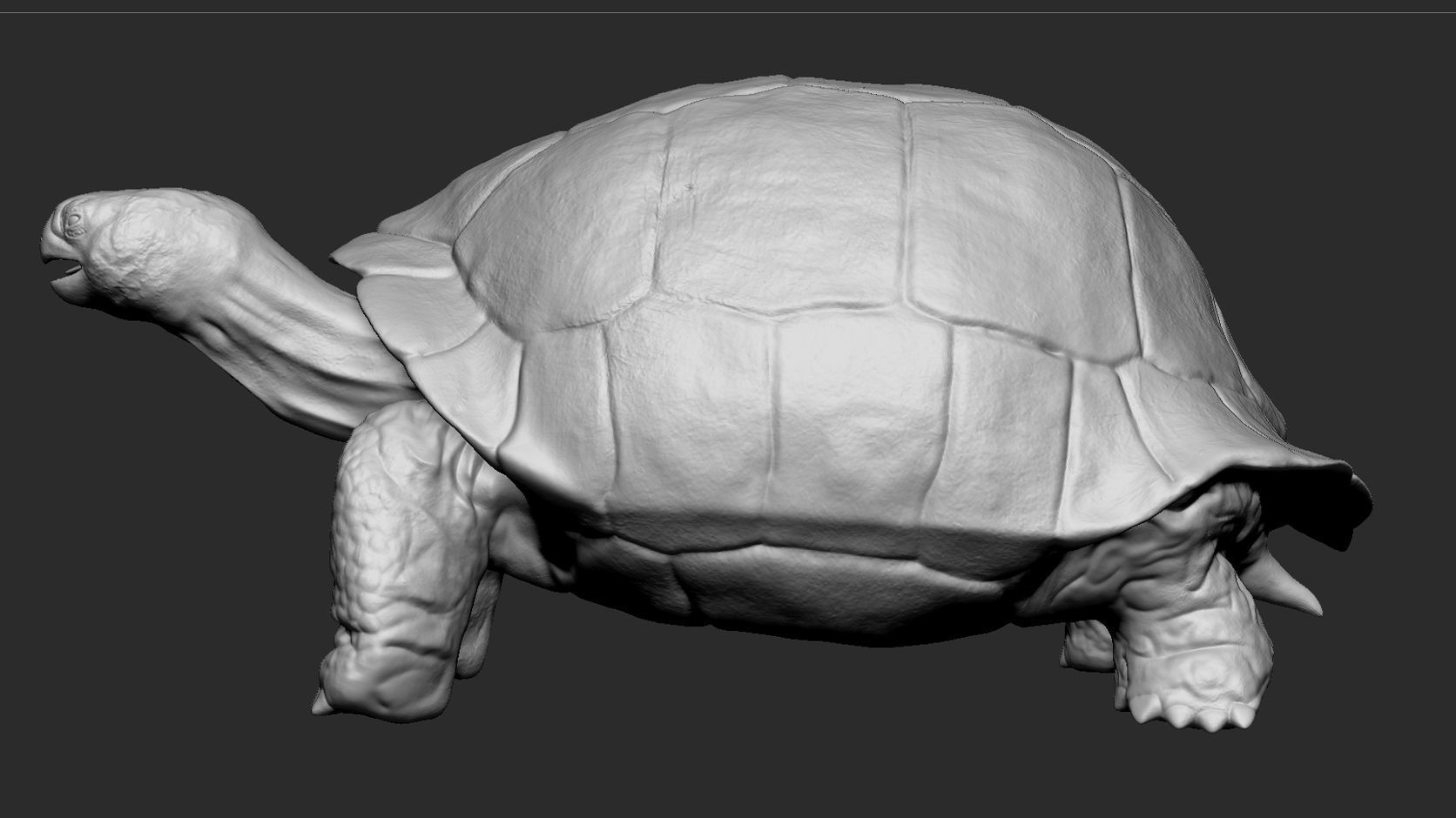Galapagos Tortoise Sculpt 3D model_2