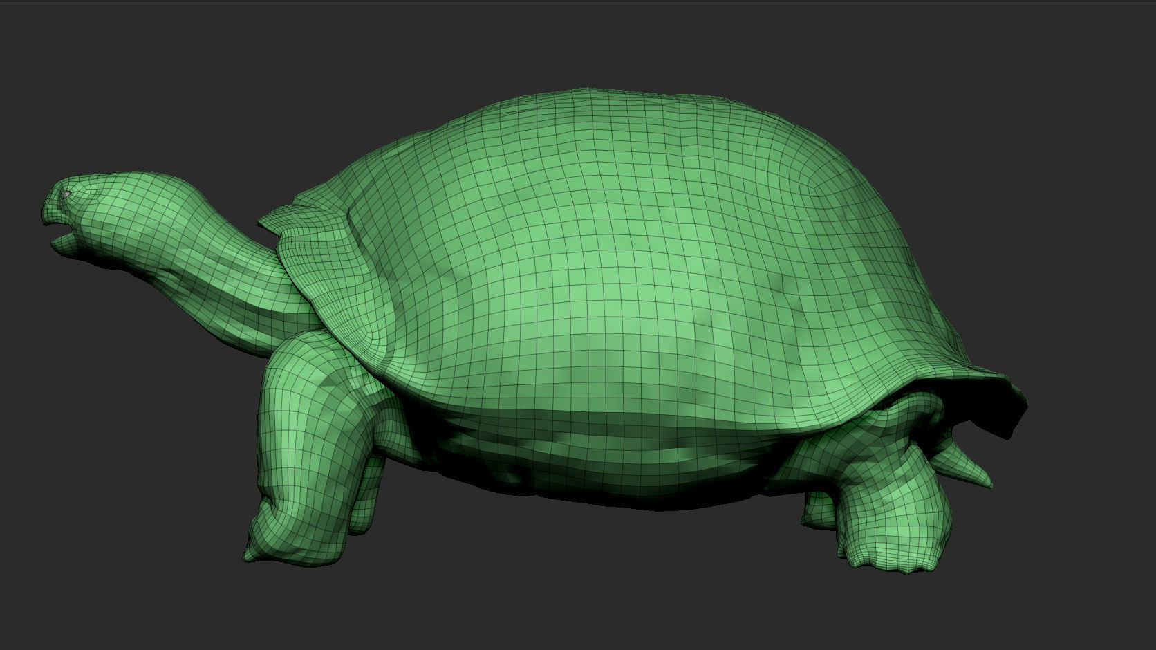 Galapagos Tortoise Sculpt 3D model_8