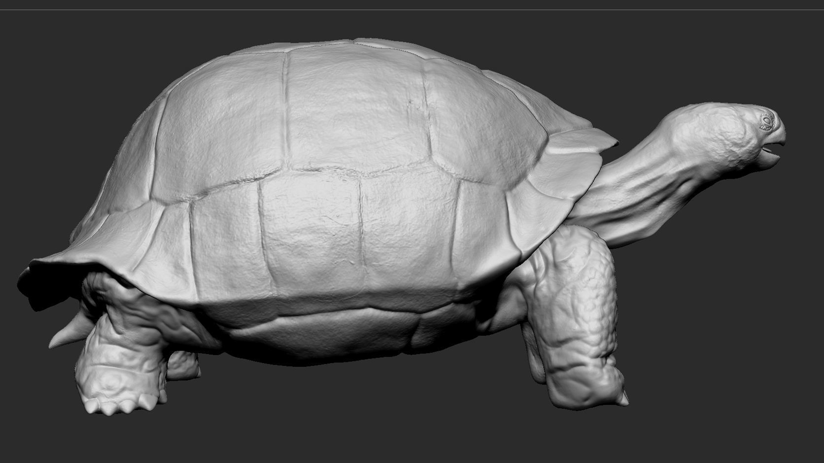 Galapagos Tortoise Sculpt 3D model_7