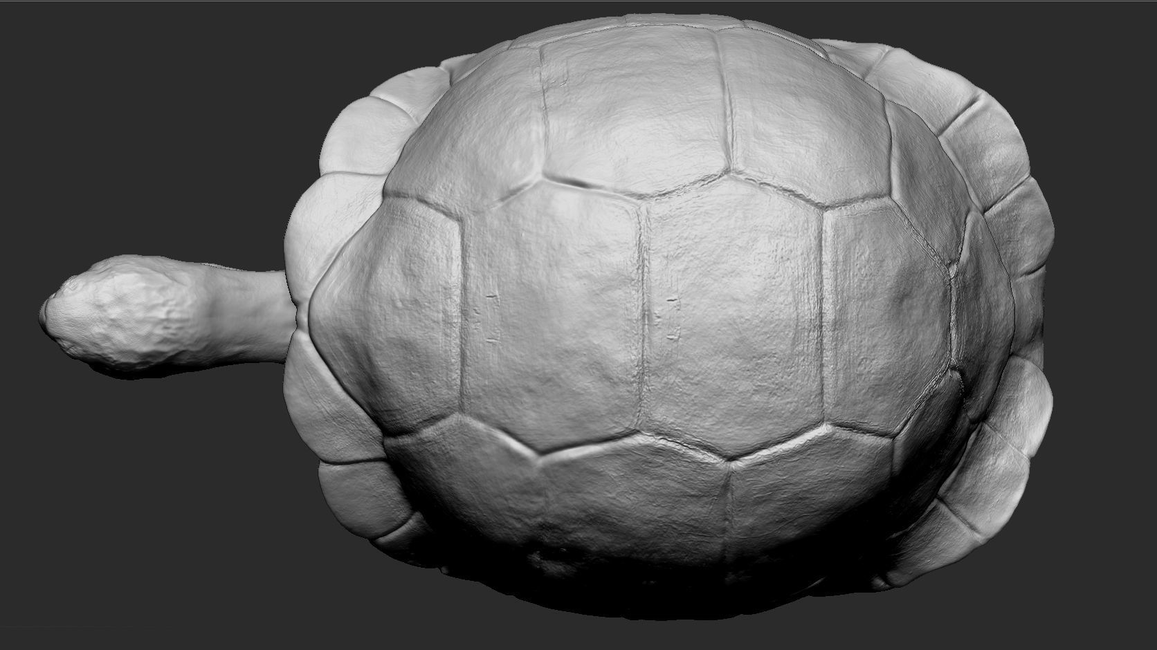 Galapagos Tortoise Sculpt 3D model_6