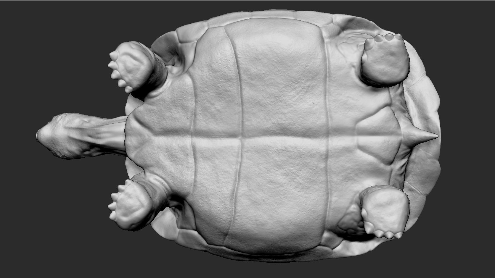 Galapagos Tortoise Sculpt 3D model_5