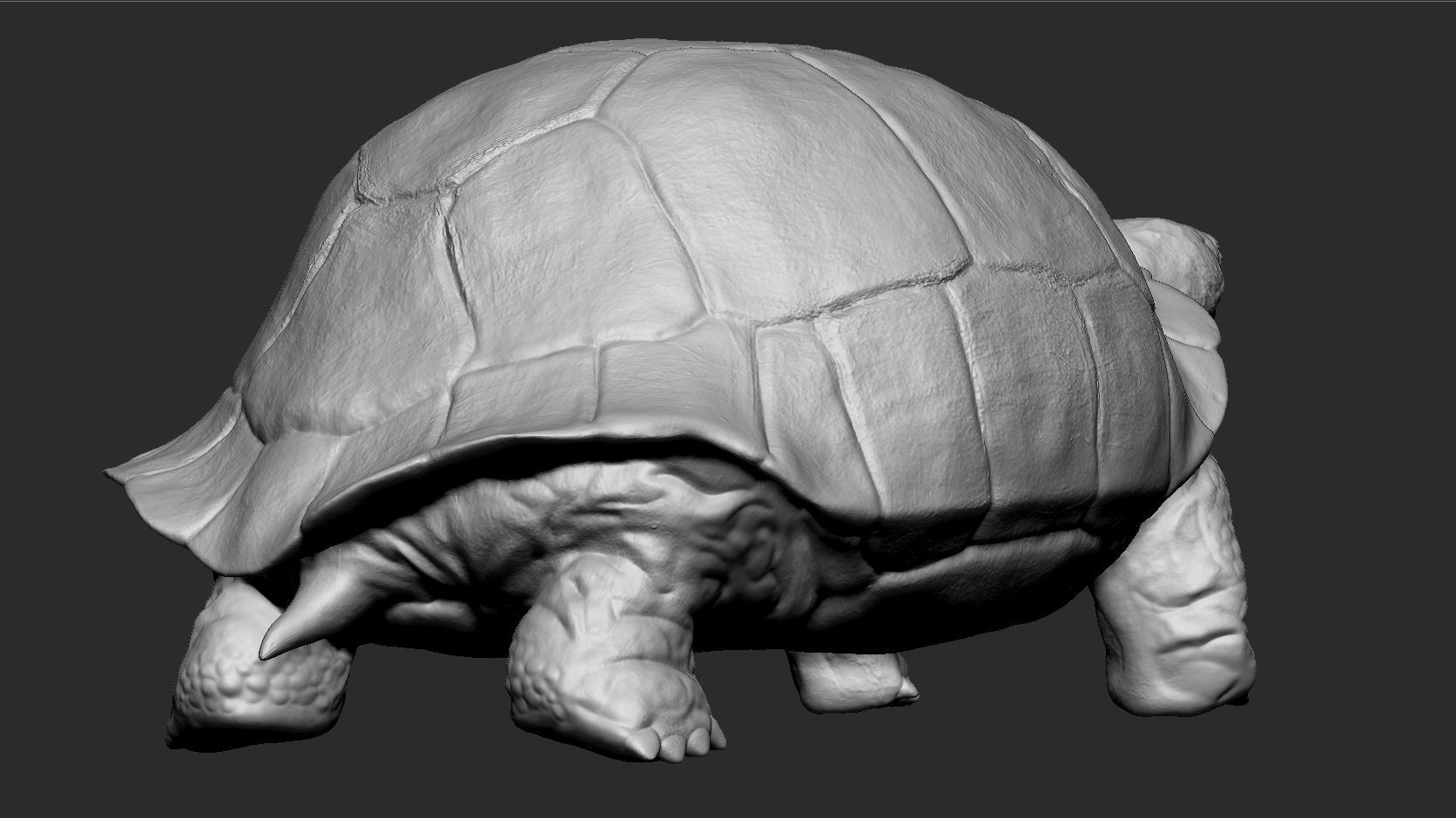 Galapagos Tortoise Sculpt 3D model_4