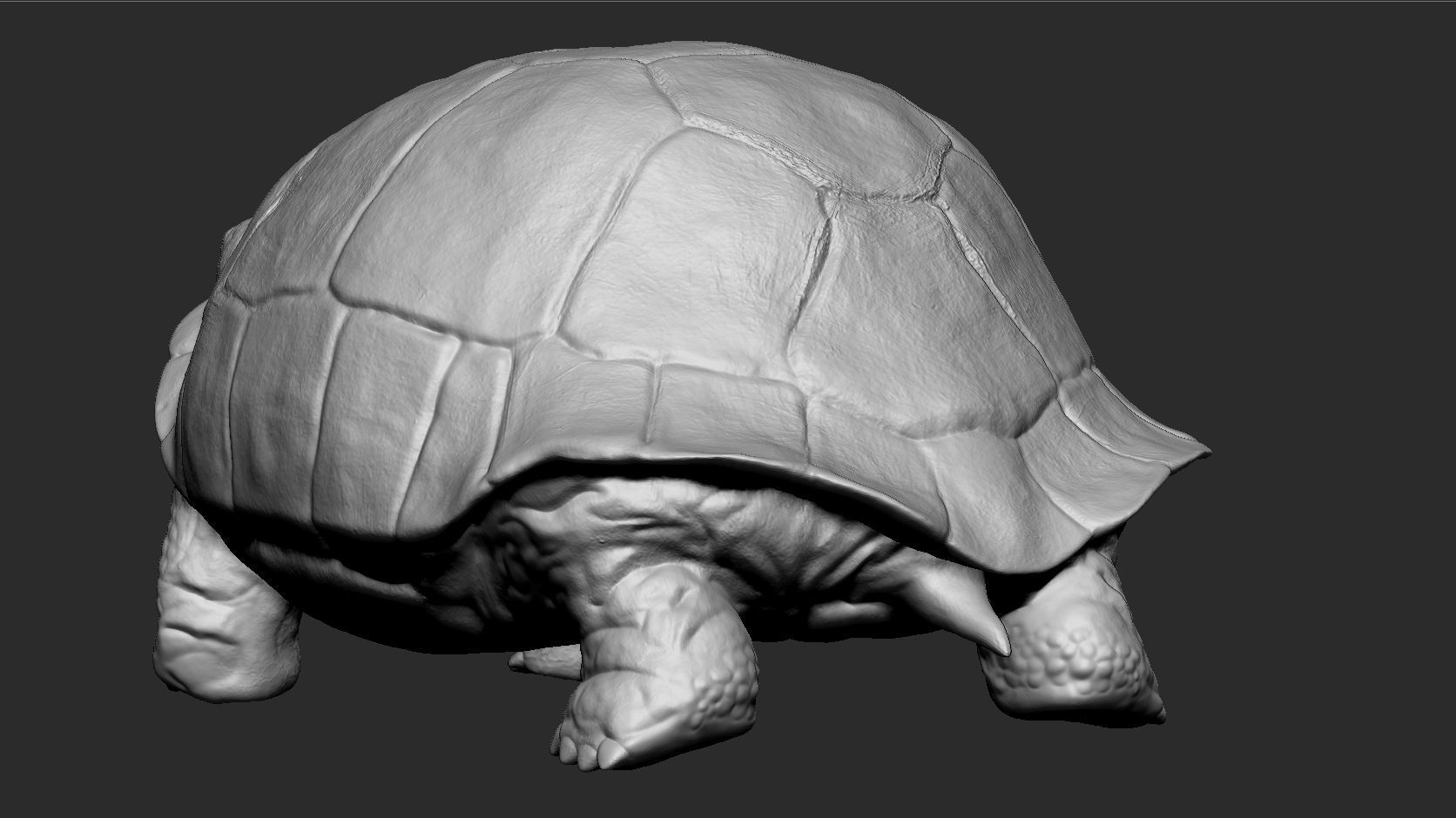 Galapagos Tortoise Sculpt 3D model_3