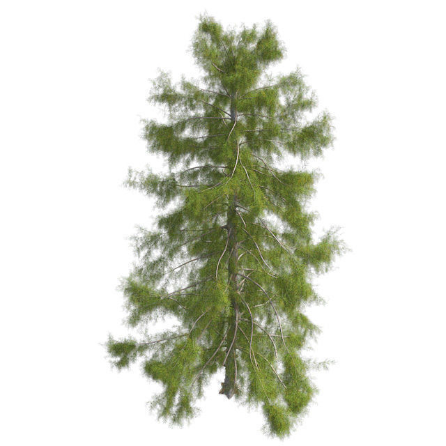 Alaska Cedar Tree Low-poly 3D model_2