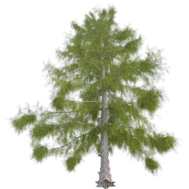 Alaska Cedar Tree Low-poly 3D model_1