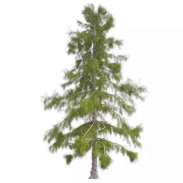 Alaska Cedar Tree Low-poly 3D model_0
