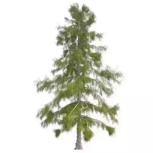 Alaska Cedar Tree Low-poly 3D model