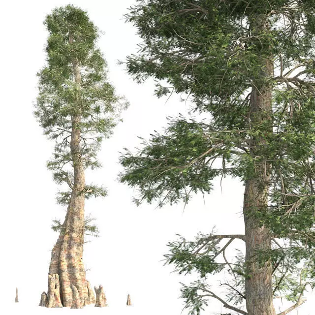 Bald Cypress Tree Low-poly 3D model_0