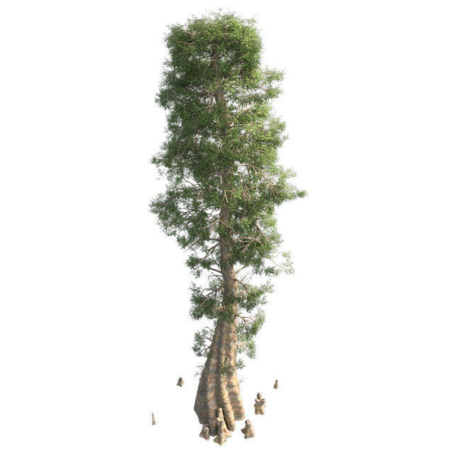 Bald Cypress Tree Low-poly 3D model_1