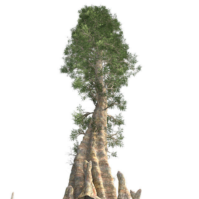 Bald Cypress Tree Low-poly 3D model_2
