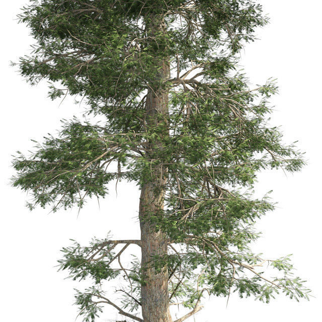Bald Cypress Tree Low-poly 3D model_3