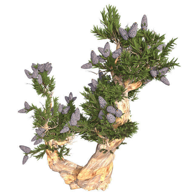Bristle Cone Pine Tree Low-poly 3D model_1