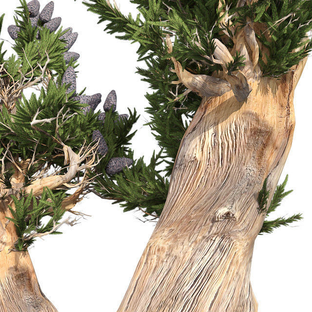Bristle Cone Pine Tree Low-poly 3D model_3