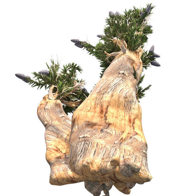 Bristle Cone Pine Tree Low-poly 3D model_2