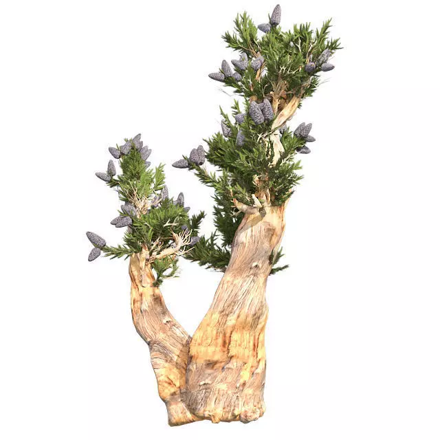 Bristle Cone Pine Tree Low-poly 3D model_0
