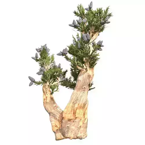 Bristle Cone Pine Tree Low-poly 3D model