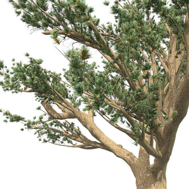 Cedar of Lebanon tree Low-poly 3D model_3