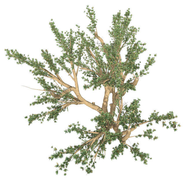 Cedar of Lebanon tree Low-poly 3D model_2