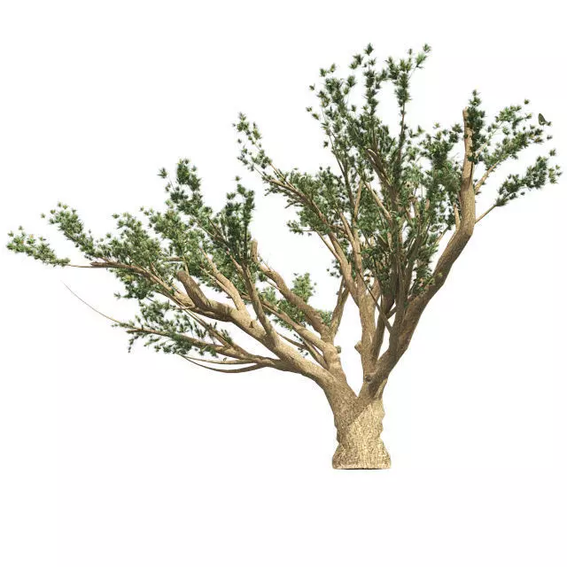 Cedar of Lebanon tree Low-poly 3D model_0