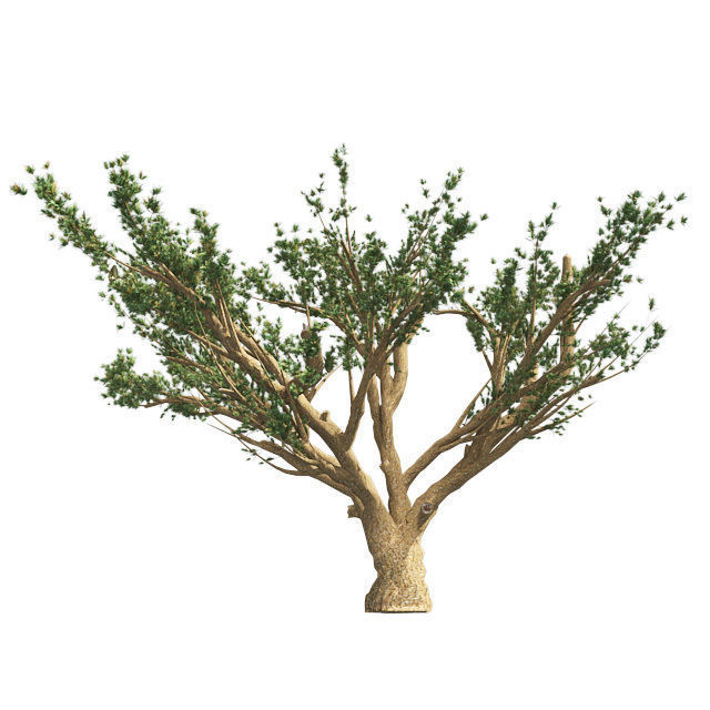 Cedar of Lebanon tree Low-poly 3D model_1