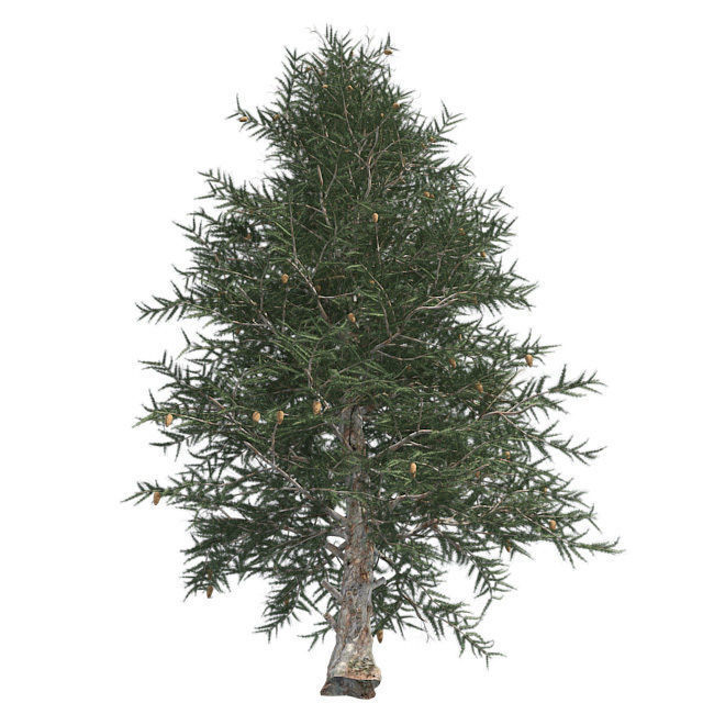 Blue Spruce Tree Low-poly 3D model_1