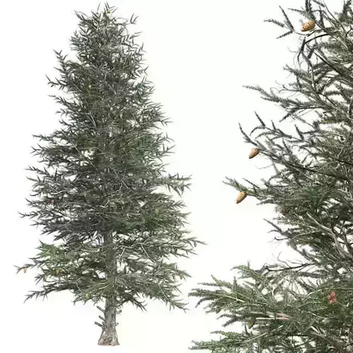 Blue Spruce Tree Low-poly 3D model