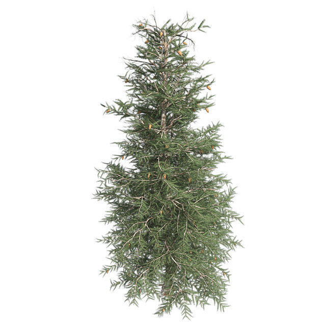 Blue Spruce Tree Low-poly 3D model_2