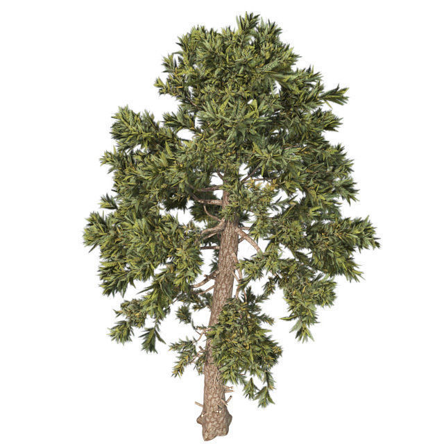 Douglas Fir tree Low-poly 3D model_2