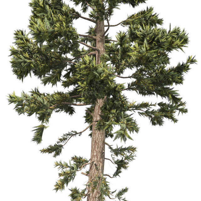 Douglas Fir tree Low-poly 3D model_3