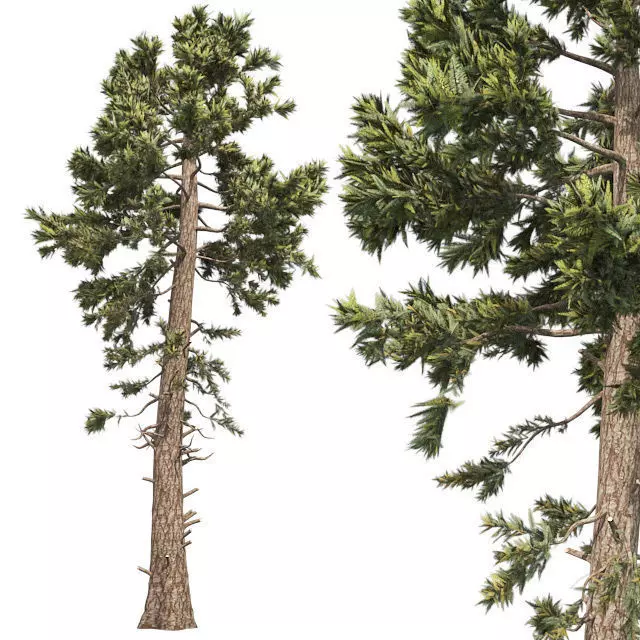 Douglas Fir tree Low-poly 3D model_0