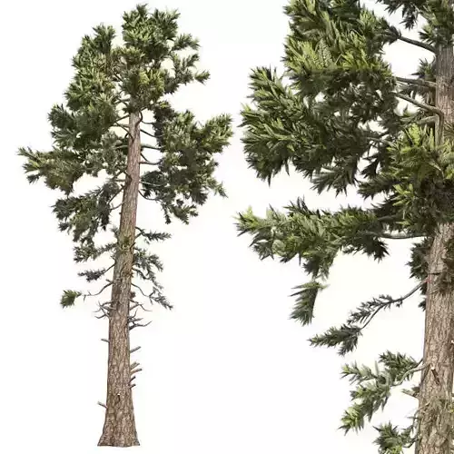 Douglas Fir tree Low-poly 3D model