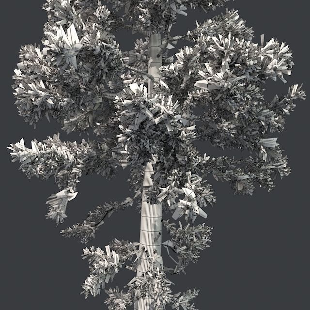 Douglas Fir tree Low-poly 3D model_4