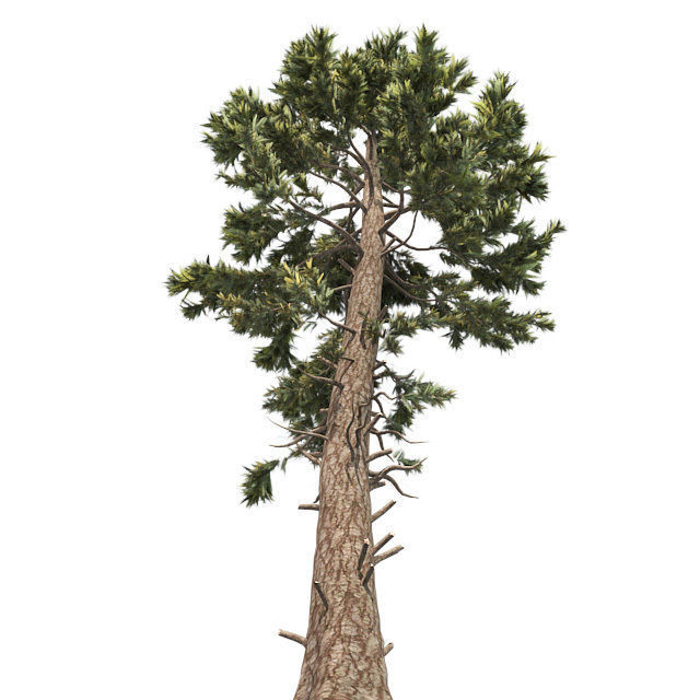 Douglas Fir tree Low-poly 3D model_1
