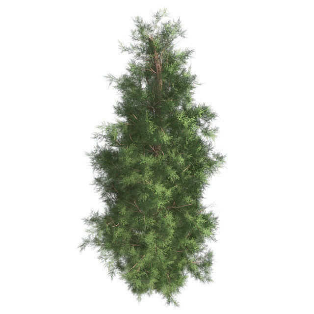 Eastern Red Cedar Tree Low-poly 3D model_2