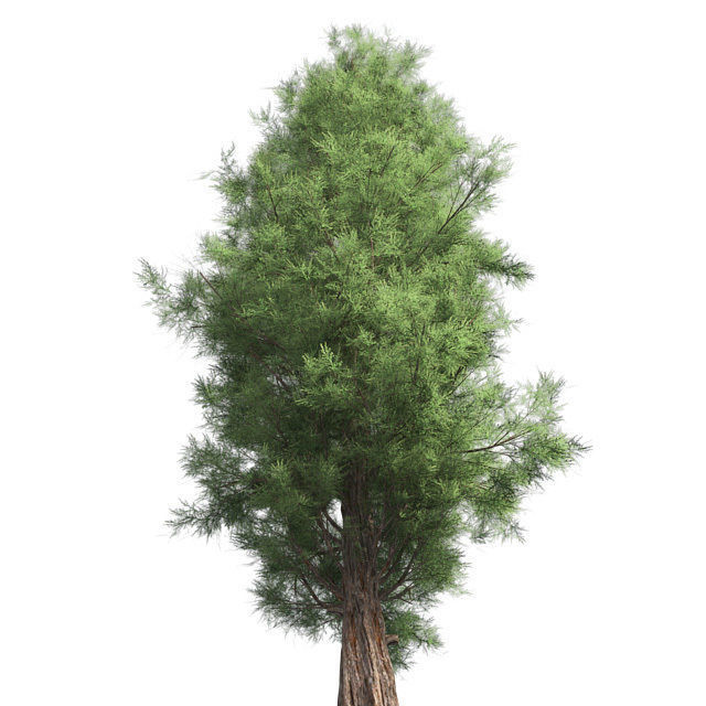 Eastern Red Cedar Tree Low-poly 3D model_1