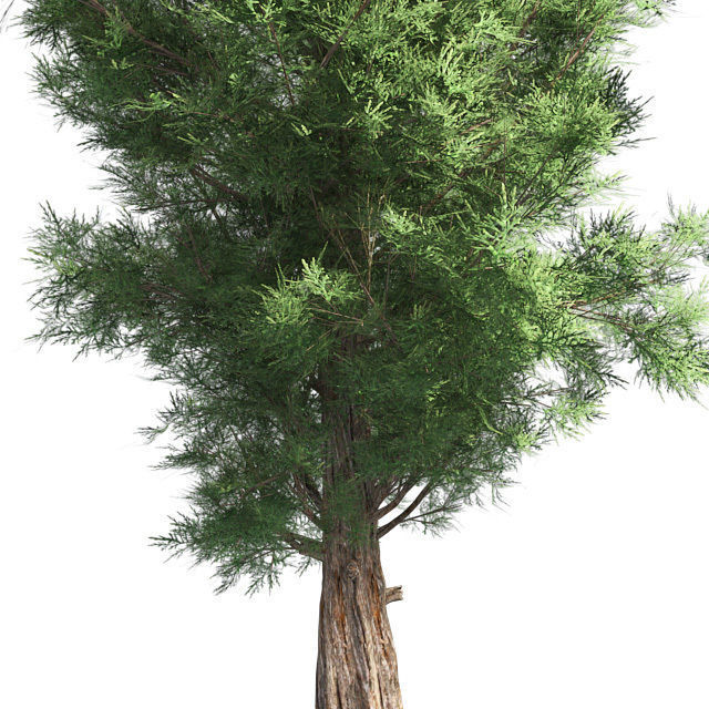 Eastern Red Cedar Tree Low-poly 3D model_3