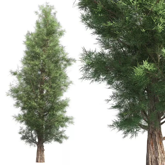Eastern Red Cedar Tree Low-poly 3D model_0