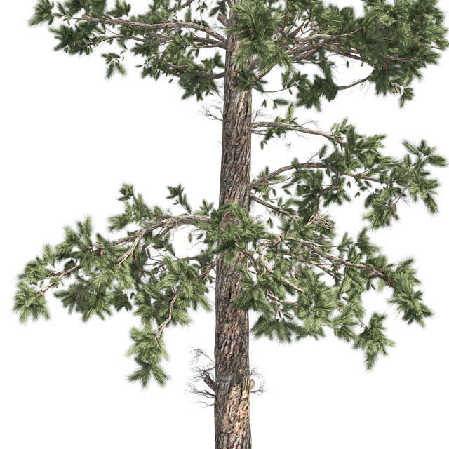Eastern white pine tree Low-poly 3D model_3