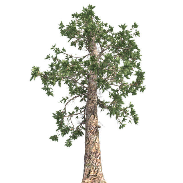 Eastern white pine tree Low-poly 3D model_1