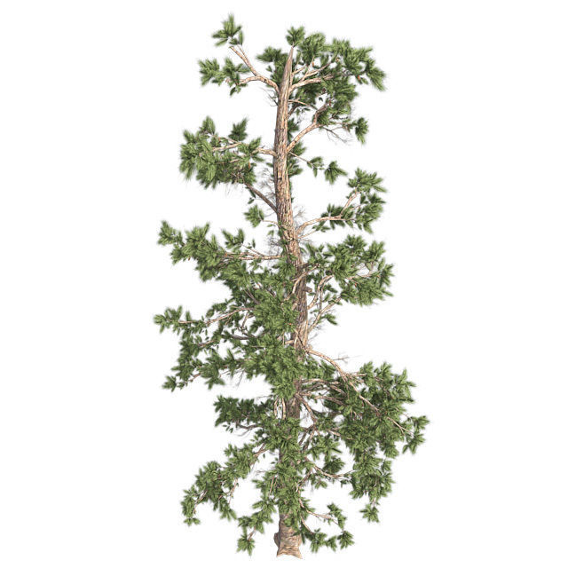 Eastern white pine tree Low-poly 3D model_2