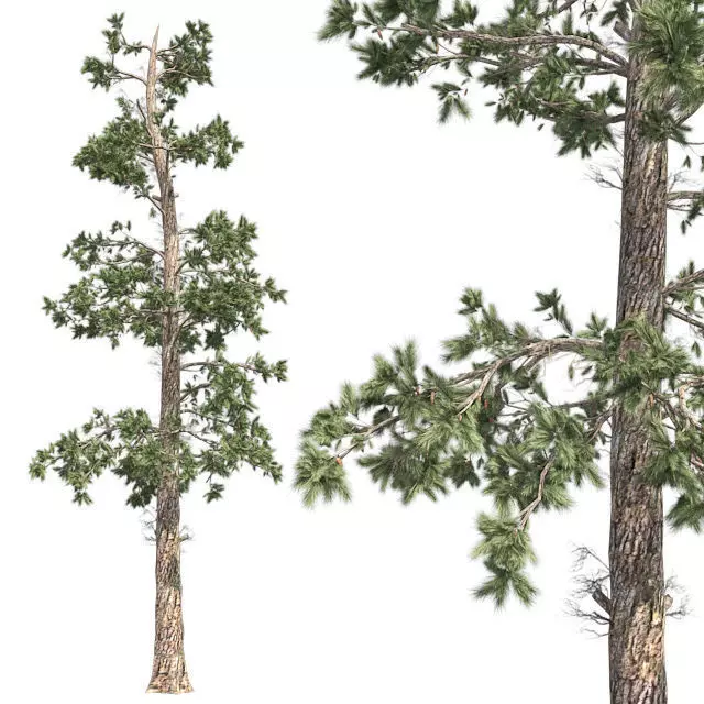 Eastern white pine tree Low-poly 3D model_0