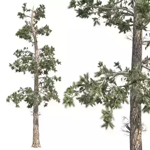 Eastern white pine tree Low-poly 3D model