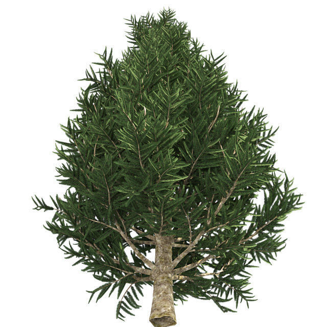Frase Fir Tree Low-poly 3D model_1