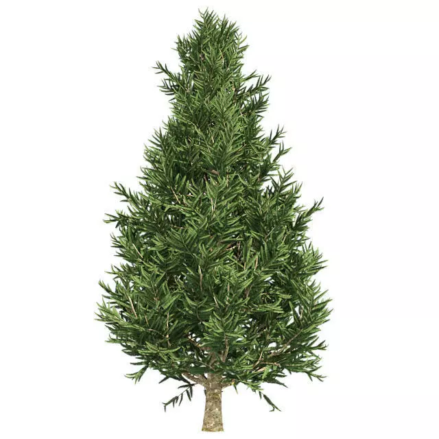 Frase Fir Tree Low-poly 3D model_0