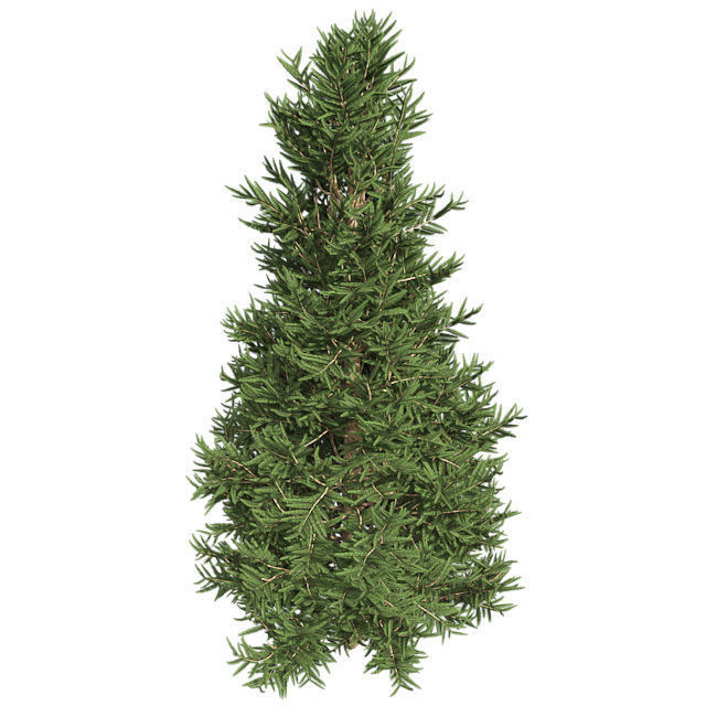 Frase Fir Tree Low-poly 3D model_2