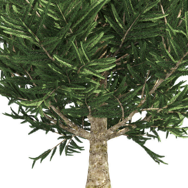 Frase Fir Tree Low-poly 3D model_3