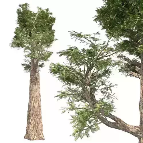 Giant Redwood Tree Low-poly 3D model