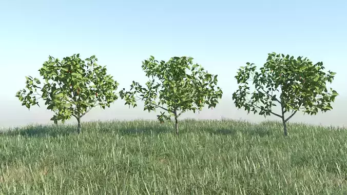 Capsicum annuum 3D Models Animation Loop